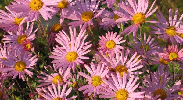 Растения цветущие до поздней осени – названия, сорта, описание, картинка посадки, как создать цветник, какие растения использовать, выращивание, уход осенью (20 фото)