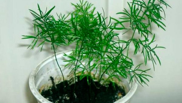 Размножение аспарагус черенками