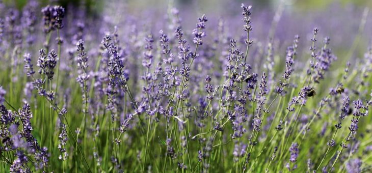 Размножение черенками лаванда – Размножение лаванды черенками и семенами. Как вырастить лаванду