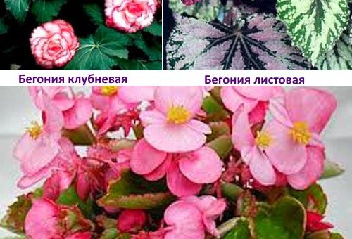 Разновидность бегонии фото и названия