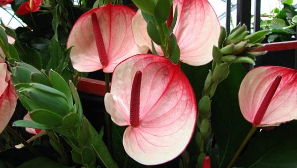 Разновидности антуриума фото и названия