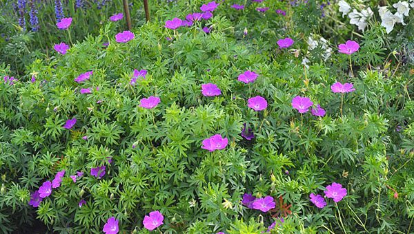 Разновидности герани фото – Герань садовая — виды и сорта луговой, лесной, гималайской, многолетней садовой, крупнокорневищной, великолепной герани на фото с описанием, видео