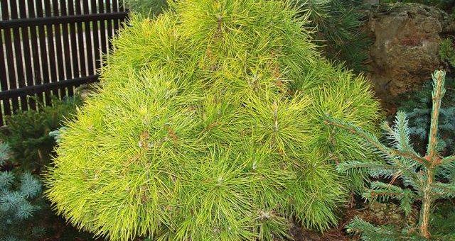 Разновидности сосен фото и названия