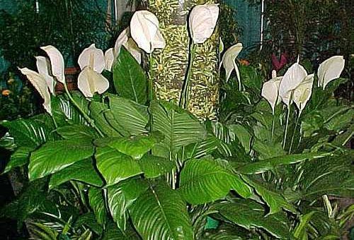 Разновидности спатифиллума – названия, описание и фото, уход в домашних условиях за Японским, Верди, Джемини, Кватро, Беллини, Вивальди, Себастьяно и другими сортами растений