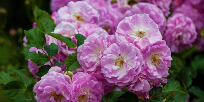 Рисунок клумба – Как нарисовать клумбу с цветами карандашом 🚩 клумбы с цветами рисунок 🚩 Рисование