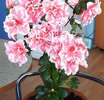 Рододендрон азалия
