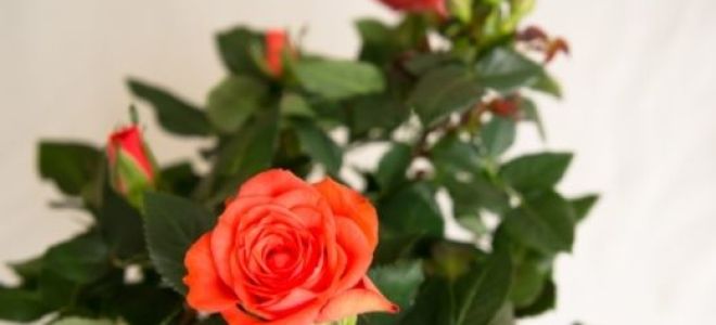 Роза комнатное растение фото – правила посадки, оптимальные условия выращивания, особенности ухода, агротехника летом, осенью, зимой, весной