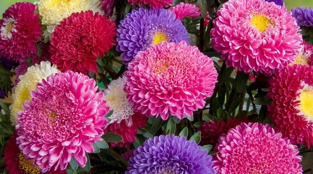 Розовые астры – фото, названия и описание сортов и видов растений, секреты выращивания астр