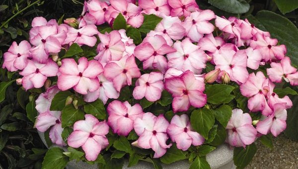 Розовый махровый бальзамин – ботаническое описание, особенности и фото сортов Уоллера, Афина с розовыми, белыми, другими цветками, а также советы по уходу в домашних условиях