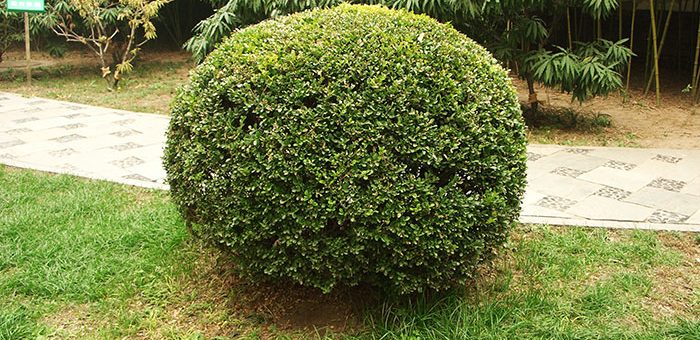 Самшит цвет – технология размножения черенками, условия выращивания, особенности агротехники, посадка, полив, уход