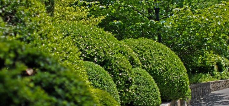 Самшит это что – Буксус, или Самшит. Уход, выращивание, размножение, посадка. Фото — Ботаничка.ru