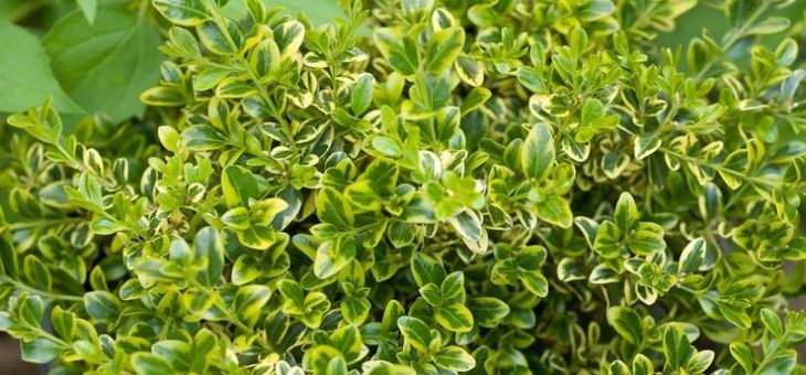 Самшит как выглядит – Самшит – посадка и уход в открытом грунте. Выращивание самшита, способы размножения. Описание, виды и сорта. Фото — Flowertimes.ru