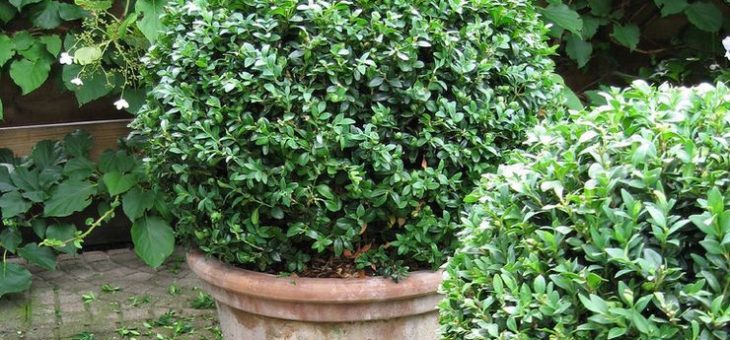 Самшитовый куст – технология размножения черенками, условия выращивания, особенности агротехники, посадка, полив, уход