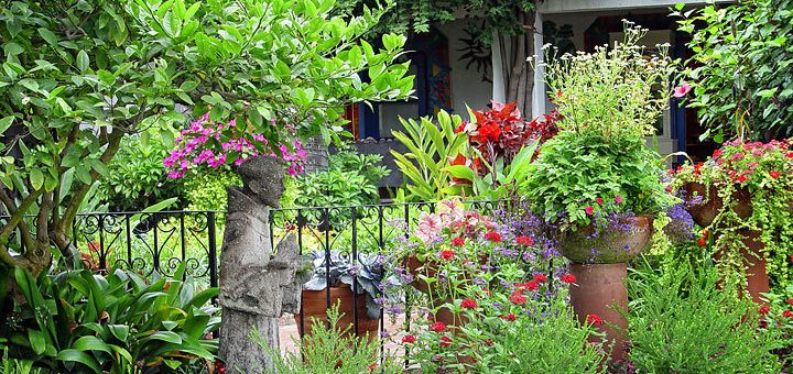 Самые неприхотливые многолетние растения для сада – Самые неприхотливые садовые растения Поговорим о неприхотливых садовых растениях Дом, сад-огород