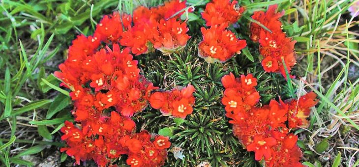 Седая дама хризантема фото – Хризантемы корейские низкорослые крупноцветковые — Астильбы, гейхеры, гортензии, ирисы ,лилейники, клематисы, молодила, очитки ,папоротники, примулы, флоксы, хосты, хризантемы, фуксии, кустапники, другие многолетники. г. Ульяновск