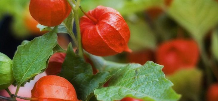Съедобный физалис сорта – описание растения и его лечебные свойства, виды физалиса и использование в приготовлении еды