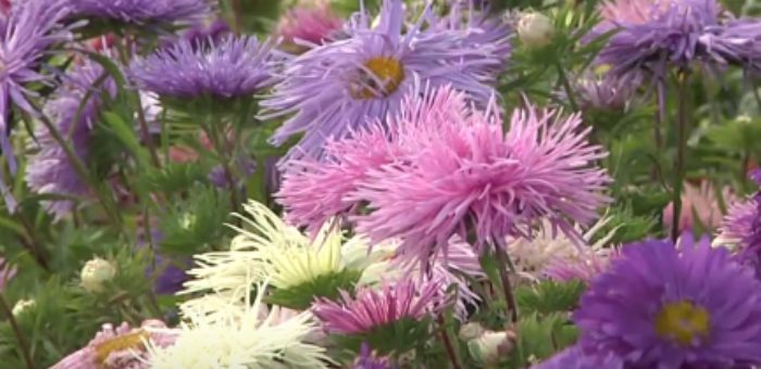 Семена астры фото как выглядят – Альпийская астра выращивание из семян. Это фото астры. Как вырастить астры из семян: фото и видео