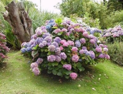 Семена гортензии фото – описание, фото, основные характеристики (высота, корень, как выглядят семена), ядовитость цветка, родина растения