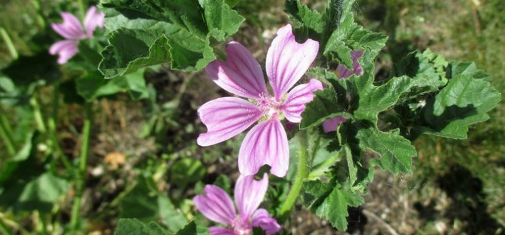 Семена мальвы как выглядят – Цветок мальва – посадка и уход в открытом грунте. Выращивание мальвы из семян, способы размножения. Описание, виды. Фото — Flowertimes.ru