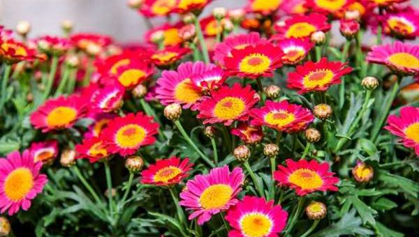 Семена хризантемы фото семян – как ухаживать, сорта, посадка, размножение, выращивание из семян, болезни и вредители, фото, видео