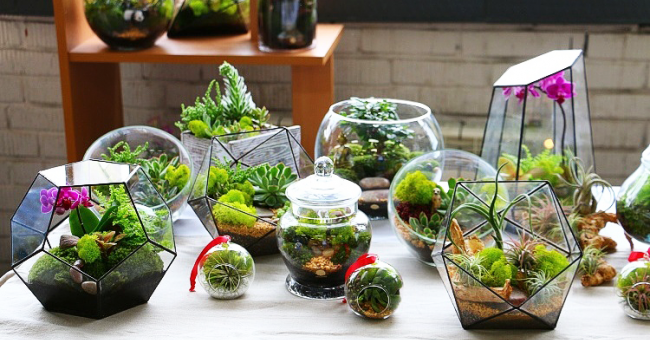 Шаблоны для форм флорариумов – Как сделать флорариум своими руками для начинающих, и что для этого нужно: выбор растений и декоративных камней, оригинальные идеи необычных флорариумов с пошаговой инструкцией