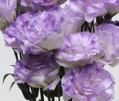 Сиреневый лизиантус – посадка, уход, выращивание из семян в домашних условиях и в открытом грунте, в том числе многолетних сортов. Фото разных серий цветов.