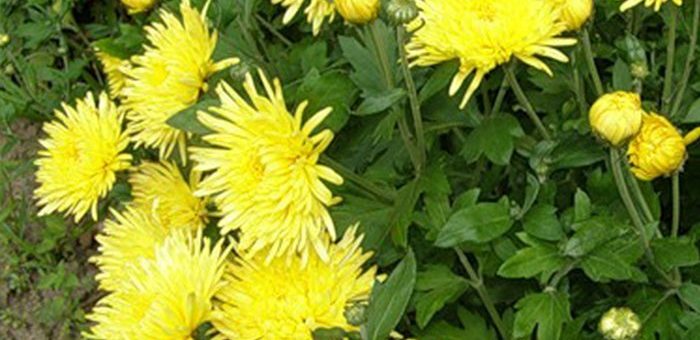 Солнышко хризантема