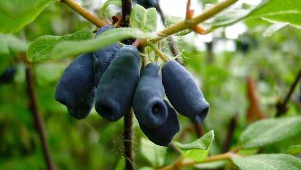 Сорт жимолость – сорта описание фото ягод, крупноплодные урожайные сорта для Средней полосы, Сибири и Урала, сладкие съедобные сорта, отзывы