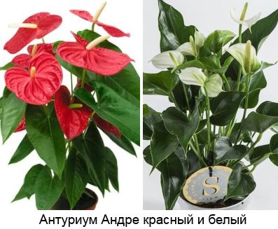 Сорта антуриумов с фото и описанием – хрустальный, черная королева, розовые сорта, лазающий, фото-, видеогалерея