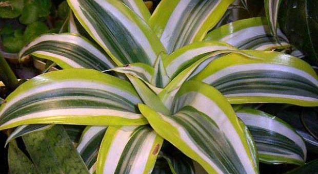 Сорта драцена – Драцена, сорта | Supersadovod — о саде и огороде просто и интересно