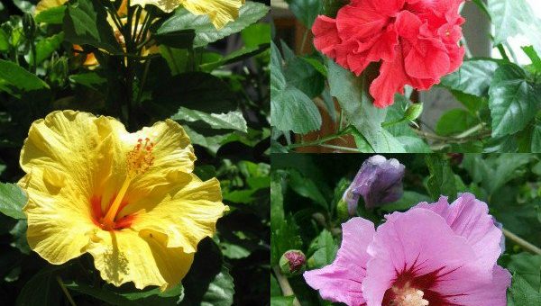 Сорта гибискуса