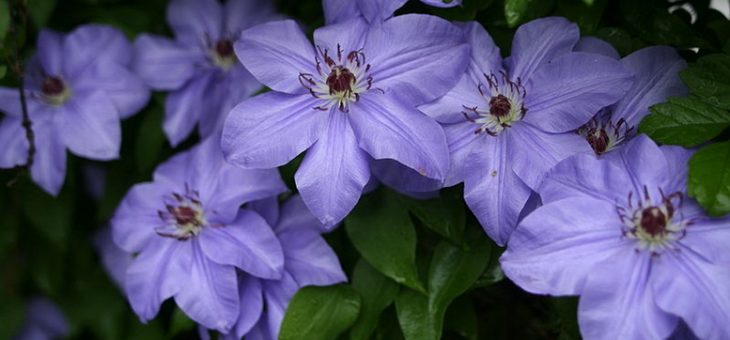 Сорта клематисов с фото – Клематис посадка и уход в открытом грунте Размножение семенами и черенками Фото сортов