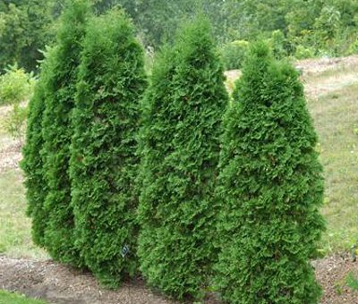 Сорта пирамидальных туй – Туя западная Пирамидалис Компакта (Thuja occidentalis Pyramidalis Compacta),купить тую,туя сорта,туя пирамидалис,колоновидная туя,туя посадка и уход,вечнозеленые кустарники,хвойные растения,каталог хвойных растений с описанием и фото