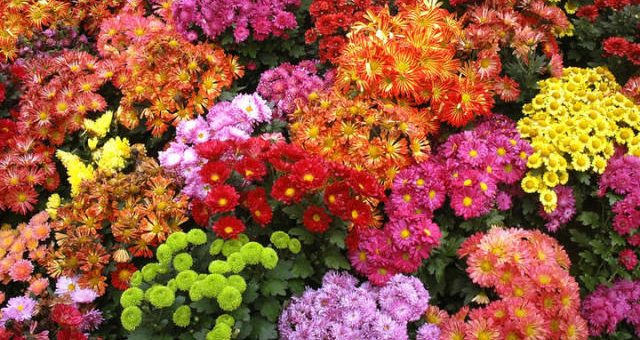 Сорта хризантема – описание и разновидности, популярные сорта и способы размножения, правила ухода и рекомендации
