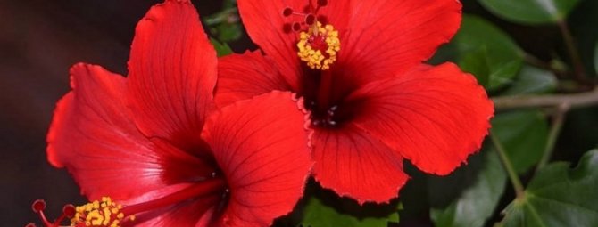 Сортовые гибискусы – 12 декабря 2015 года — «Прививка сортовых Гибискусов Китайских или Китайской Розы»