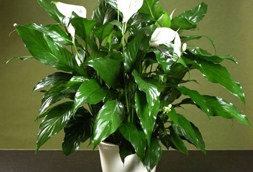 Спатифиллум белый