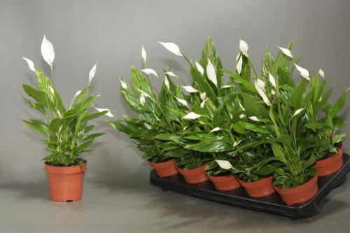 Спатифиллум чопин фото