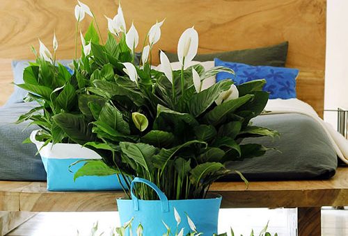 Спатифиллум в интерьере квартиры фото