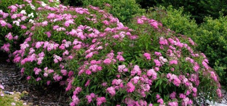 Спирея тунберга фуджино пинк фото – Спирея тунберга (Spiraea thunbergii),купить спирею,саженцы спиреи,спирея сорта,спирея посадка и уход,кустарники декоративные,цветы кустарники,цветущие кустарники,спирея описание,кустарник спирея,спирея фото,саженцы спиреи купить