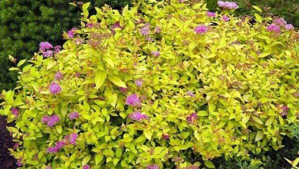 Спирея уход японская – Описание видов и особенности выращивания японской спиреи, посадка и уход