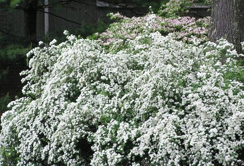 Спирея вангутта фото в ландшафтном дизайне – Спирея Вангутта (Spiraea Vanhouttei),кустарники декоративные,цветы кустарники,цветущие кустарники,купить спирею,саженцы спиреи,спирея посадка и уход,спирея сорта,спирея описание,кустарник спирея,спирея фото,саженцы спиреи купить