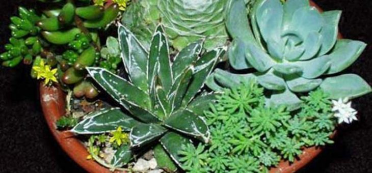 Суккулент с прозрачными листьями – фото и названия, каталог, виды, сорта, листовые, цветущие разновидности, домашние (комнатные растения), садовые