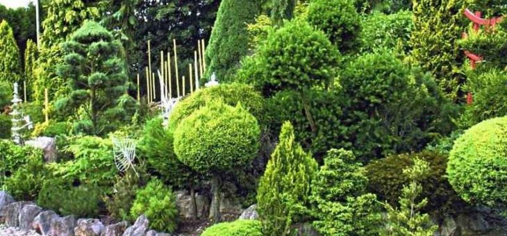 Тенелюбивые хвойники для сада – Хвойные растения для сада (36 фото): особенности карликовых, тенелюбивых, декоративных хвойников, дизайн, сорта, фото и видео