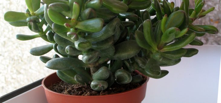 Толстянка или денежное дерево – Денежное дерево толстянка (крассула). Как ухаживать за денежным деревом, толстянкой. Комнатное растение денежное дерево.