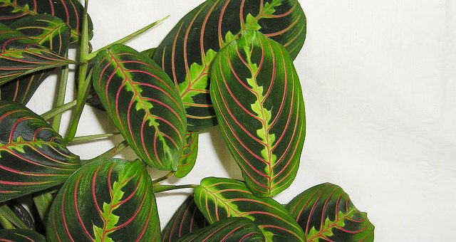 Трехцветная маранта фото – ботаническое описание, фото, уход, пересадка в домашних условиях, размножение, проблемы при выращивании, видео