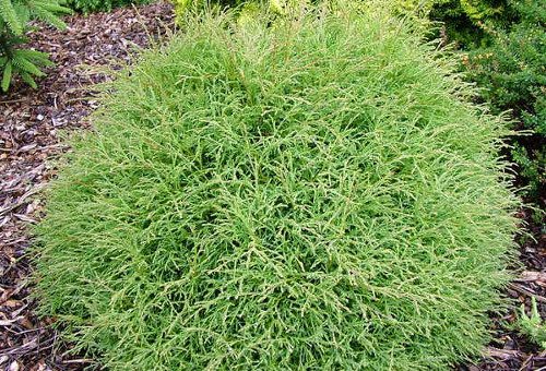 Туи шаровидные карликовые – посадка и уход в саду сортов туи Западная Тедди, Мириам, Литл Гиант, Мистер Боулинг Болл, фото шаровидных туй в ландшафтном дизайне