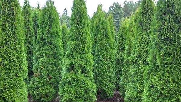 Туя дерево картинки – описание и характеристики, виды и сорта с фото в ландшафтном дизайне, цена семян и где купить в Москве и СПб