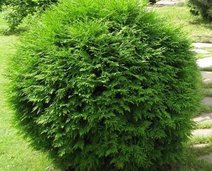 Туя глобоза в ландшафтном дизайне – Туя западная Глобоза (Thuja occidentalis Globosa),хвойные,кустарники,туя,купить,саженцы,посадка,уход,купить тую в интернет-магазине,туя посадка и уход,садовый центр,купить тую в отечественных и зарубежных питомниках