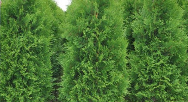 Туя колоновидная фото – Туя коническая колоновидная и карликовая,продажа туй,купить тую,туя западная купить,туя западная сорта,продажа хвойных,каталог хвойных растений для сада