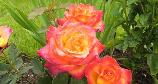 Тюльпаны и розы – Что лучше тюльпаны или розы и почему? Что лучше тюльпаны или розы и почему? Помогите очень надо плиз